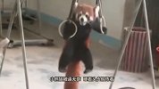 好吃懒做的小熊猫，被饲养员逼着运动，网友：练家子啊