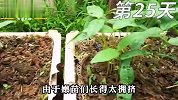 如何用绿豆种出绿豆？2分钟教会你，邻居看了都想学