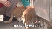 流浪猫主动给老奶奶当保镖，得知背后原因，网友：太感人！