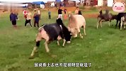 黄牛参加斗牛比赛，上来就被对面打伤，但它仍不放弃继续坚持比赛