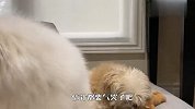 主人给别的狗买玩具，萨摩耶气得要哭了，镜头记录爆笑全程
