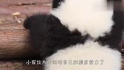 熊猫为了证明腿不短有多努力？画面既心酸又搞笑，哈哈