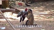 我见过最坏的猴子，在公鸡面前耍起了流氓！