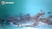 食人鱼有多厉害？老外将一只“牛头”放水里，不一会只剩白骨
