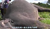 为何大象的尸体不能碰，难到它们还能“伤”人吗？镜头告诉你真相