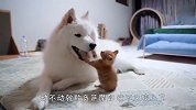 这萨摩耶脾气太好了，被猫咪欺负成这样都不还手，场面笑爆了