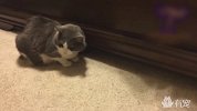 你的猫独自在家的时候是不是这样的