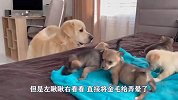 金毛丢失一只狗崽子，主人拿出五只让它辨认