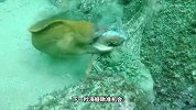 章鱼正在休息，却遭海鳗突袭，场面顿时昏天暗地！