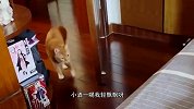 猫：让你给我踩背，但是感觉你姿势不对