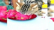 盘点那些吃货猫咪