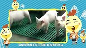 大咖笑料-20160423- 笑趴！萌宠舞神争霸赛
