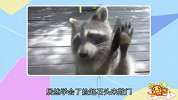 浣熊也爱偷吃