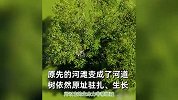 安徽一地河道中现“树坚强”，多次洪水屹立不倒：水中生须吸养分