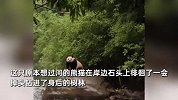 四川村民偶遇野生大熊猫过河，多次张望汹涌河水后放弃：它很纠结