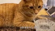 猫咪第一次看到碳酸饮料，没想到反应这么逗，结局笑爆了