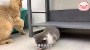 小猫咪从小就爱捉迷藏，猫妈妈找到后，它却死活不肯出来