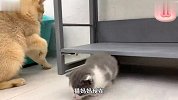 小猫咪从小就爱捉迷藏，猫妈妈找到后，它却死活不肯出来