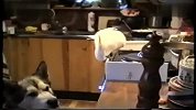 实拍鹦鹉偷面条给狗狗吃