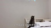 铲屎官让猫咪陪着看电影，结果喵星人嫌无聊，接下来忍住别笑