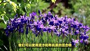 鸢尾的养殖方法和注意事项