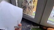 猫头鹰送来一封信，没有付“封口费”它决不松口