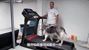 哈士奇能跑多快？老外放跑步机上亲测，看完哭笑不得！