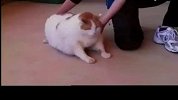 搞笑-20120424-(动物奇趣)我勒个去！35斤逆天巨肥喵星人求领养啦！