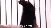 熊猫宝宝出生后太顽皮！叛逆期更是闹腾不已，看熊猫妈妈如何教育