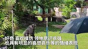 南宁动物园回应“丢那猩”走红：扔东西是在表达愤怒，游客切勿挑逗