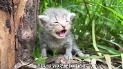 小奶猫们迷路了，小哥本想带它们回家，却发现了寻找孩子的猫妈妈