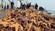 海星大举入侵胶州湾，经济损失约1亿元 青岛海洋发展局回应