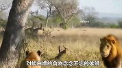 威武霸气的雄狮当起小贼，上树偷花豹的食物，结果却付出惨痛代价