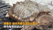 【江苏】25斤大鳄龟“离家出走”闹市遛弯 市民吓坏忙报警