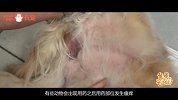 皮肤病？别给宠物乱涂人用药！