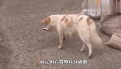 流浪狗沿街乞讨，自己却舍不得吃，结局让人泪目了
