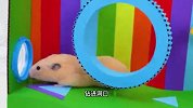 小仓鼠挑战彩虹迷宫陷阱，逃出宠物监狱，是否能成功越狱？