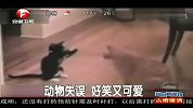 动物失误 好笑又可爱