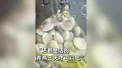 台风过后，海边涌现大量海鲜，生蚝扇贝铺满一地，市民：都是活的
