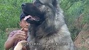 80岁老汉养了条高加索犬，为何没人敢欺负他了？看完明白了