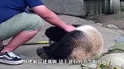 熊猫抱着奶盆不还：我还没刷碗呢！看完忍住别笑