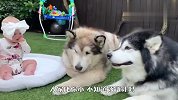阿拉斯加犬：谁还不是个宝宝，我也要好吃的！场面笑翻了