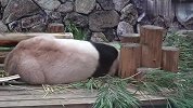 游客去动物园看熊猫，结果看了个寂寞，下一秒笑翻了