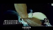 20170417-动物界的伟大母爱-看鉴地理28