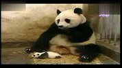 搞笑-20120327-熊猫打喷嚏笑死人了
