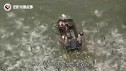 印度鲶鱼到底有多可怕？刚撒下鱼饲料，水面黑乎乎的一片