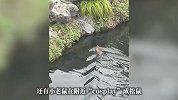 杭州西湖惊现“游泳健将”！老鼠下水跟鸭子鸳鸯抢面包，网友：第一次知道老鼠会游泳