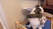 主人在兔子窝边贴了张纸，兔子看后很生气，下一秒笑翻了