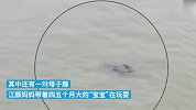 江苏多处水域发现长江江豚群