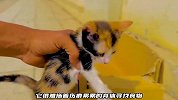 意外让猫咪失去了后腿，它只能艰难爬行，幸亏小哥收留了猫咪一家